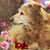 Angie Oman Sheller's profile image