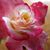 Laura Ingmier McAfee's profile image