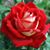 Rosey Rosey Rosey's profile image