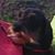Sybyl Sawyer-Swan's profile image