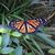 Ann Sembach's profile image