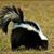 Harry Skunk's profile image