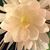 Darliss Fay Neisz-Wills's profile image