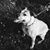Shelley Aschenbrenner's profile image
