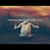 Angel Brown Carrasco's profile image