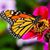 Betty Alessi's profile image