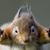 David Bowes's profile image