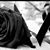 Ana Hernandez's profile image