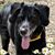 Lynne Ross Lawry's profile image