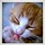 Amber Lyn Schoon's profile image