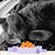 Shari Moreau's profile image