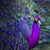 Lee Willenborg's profile image