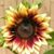 Donna Lee Gaus Lash's profile image
