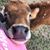 Lulu Chicky's profile image
