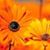 Marge Rosen McInnes's profile image