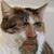Sid Louis's profile image