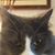 Chadd Peck's profile image
