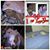 Cora R. Stull's profile image