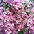 Joann Smith Allen's profile image