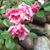 Carol Spicer Mahan's profile image
