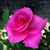 Dennis B. Higgins's profile image