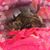 Selina Longenbach Mumbauer's profile image