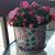 Diane Riedy's profile image