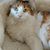 Kelly Stebelton Vollmar's profile image