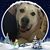 Nikki Oppliger's profile image