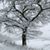 Lori Dicken's profile image