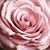 Dimond Darva's profile image