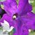 JoAnn Foxworth's profile image