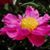 Lynn Pisano Haley's profile image