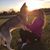 Emily Tilton's profile image