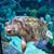 Joleen Sullins Williams's profile image