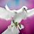Addine Carol's profile image