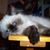 Tracy Lum's profile image