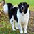 Sharon Zettlemoyer's profile image