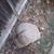 Deborah Tuttle's profile image