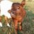 Juju Dostal's profile image