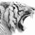 Shad A. Bell's profile image