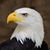 Tammy Cetnar- Smith's profile image