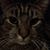 Patrick Van Y's profile image