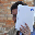 Gianluigi Cogo's profile image