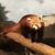 Nicole Campanelli's profile image