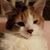 Linda McGaughey's profile image