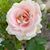 Maria Luz Jamora's profile image