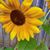 Marcie NM's profile image