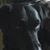 Paula L. Webb's profile image