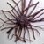 Turea Midge Grice's profile image
